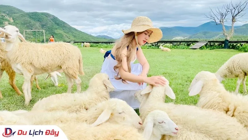 Du khách check in cùng đàn cừu tại Đồng Cừu trong Tour Đồng Cừu - NInh Thuận