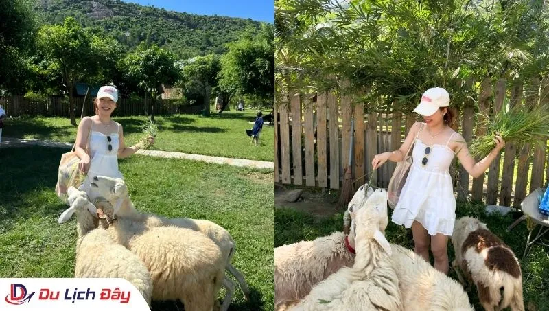 Du khách vui đùa cùng đàn cừu tại Đồng Cừu trong Tour Đồng Cừu - NInh Thuận