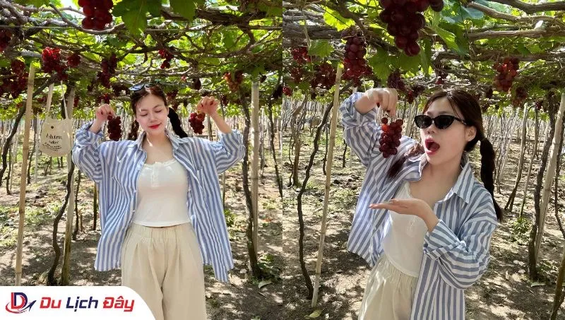 Du khách trải nghiệm hái nho tại Vườn Nho trong Tour Nha Trang - Vĩnh Hy