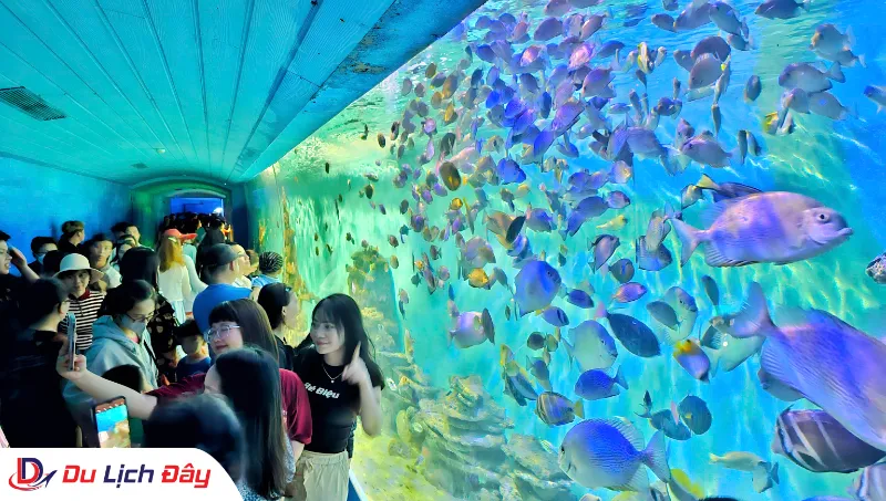 Du khách tham quan đường hầm tại Viện Hải Dương Học trong Tour Ninh Thuận - Nha Trang 2N1Đ